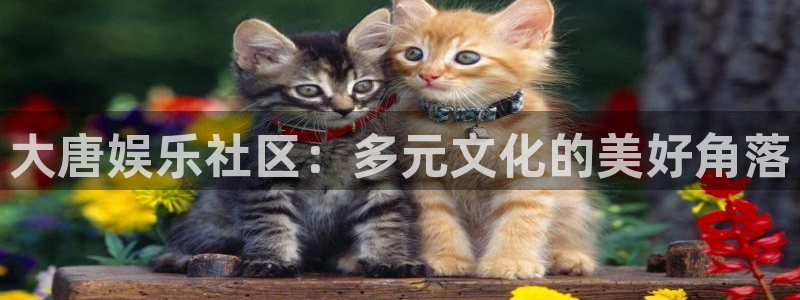 赢咖2平台登录：大唐娱乐社区：多元文化的美好角落