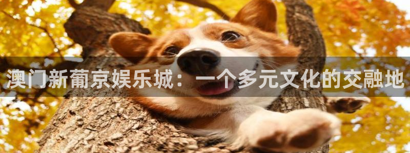 赢咖维护：澳门新葡京娱乐城：一个多元文化的交融地